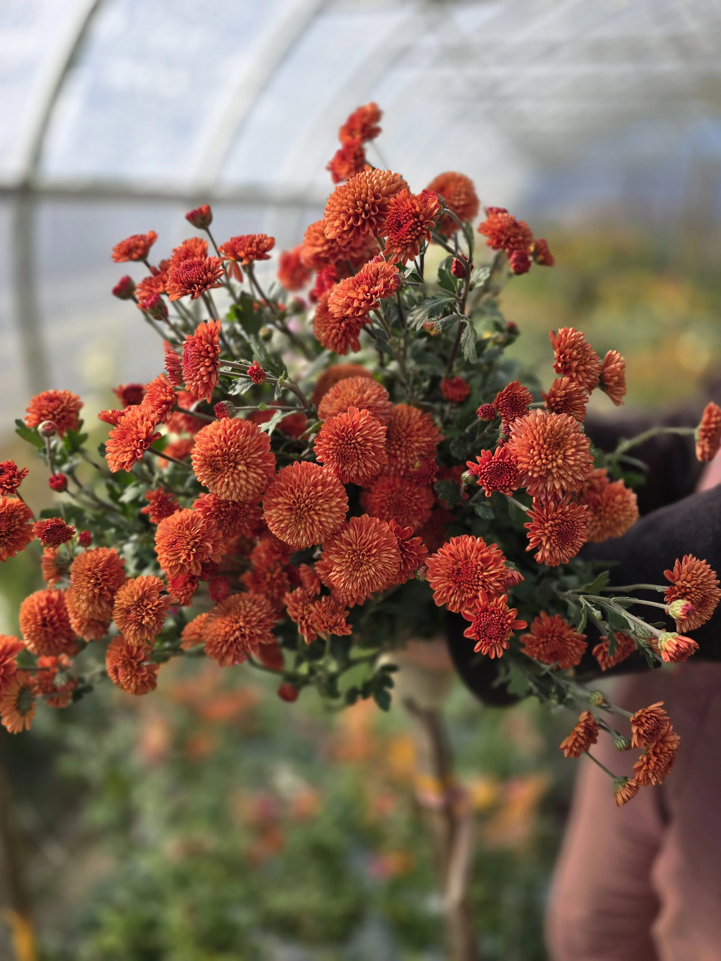 Jackstraw Heirloom Chrysanthemum Rooted Cutting — Goose Creek Gardens